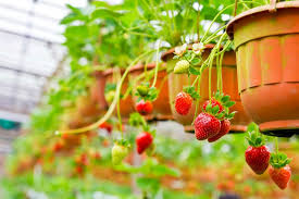 Fragole favette