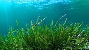 alga spirulina
