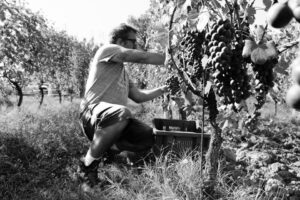 vendemmia "biodinamica"