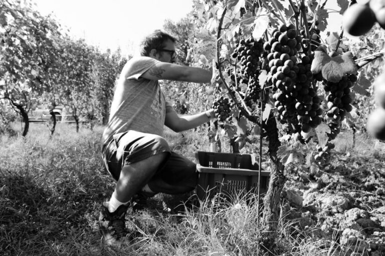 vendemmia "biodinamica"