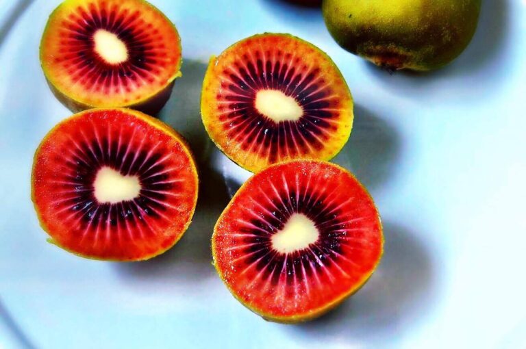 kiwi rosso