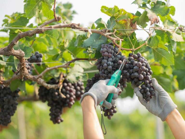 tempo di vino