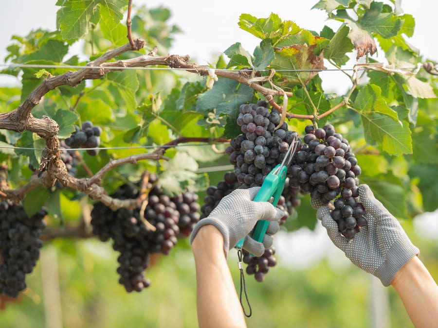 tempo di vino