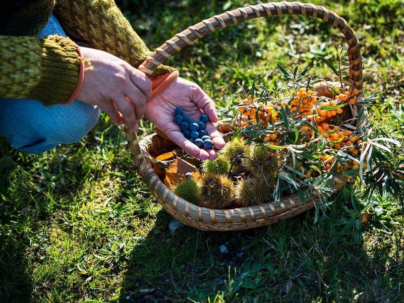 Foraging