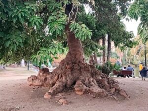 Albero dalle radici possenti come la nostra terra