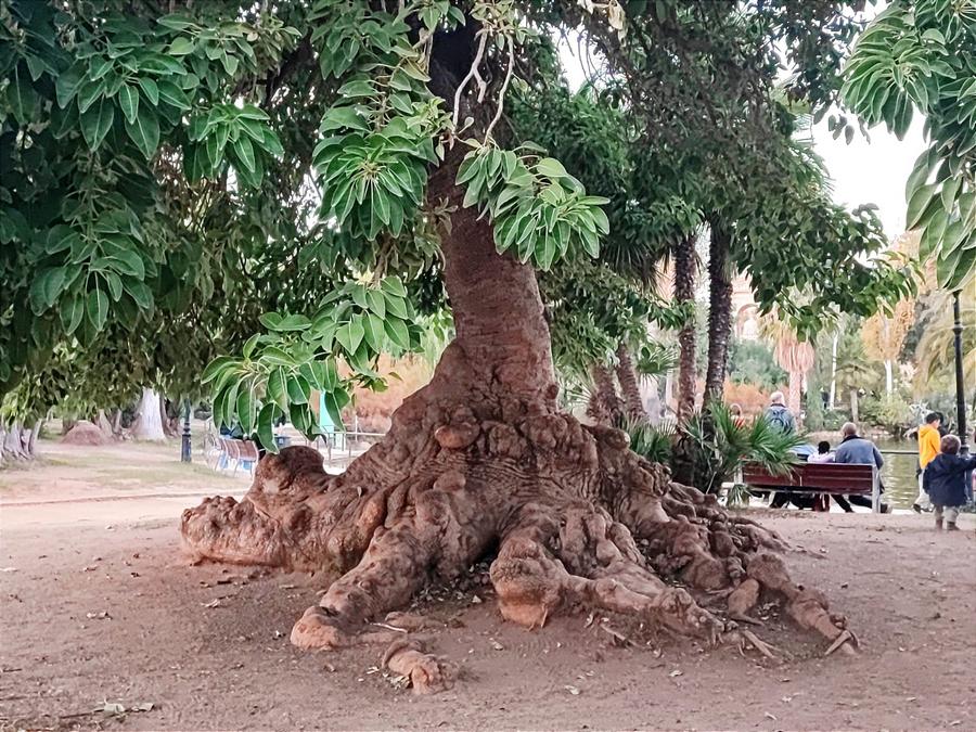Albero dalle radici possenti come la nostra terra