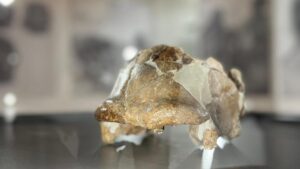 Argil, l’uomo di Ceprano