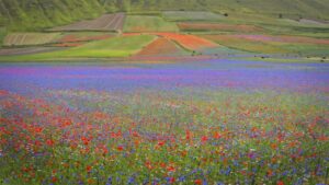 Castelluccio di norcia e i suoi campi di lenticchie
