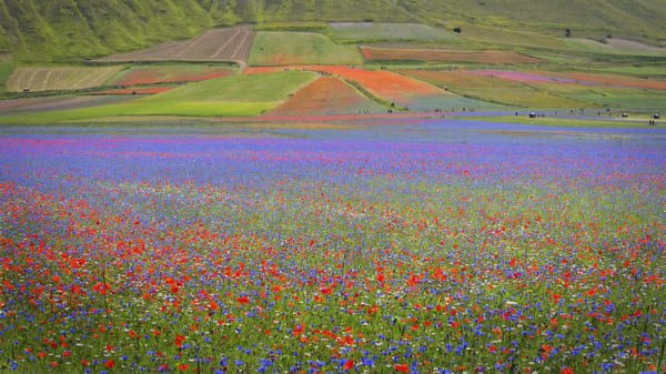 Castelluccio di norcia e i suoi campi di lenticchie