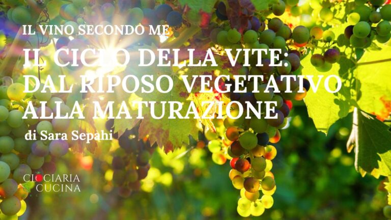 il ciclo della vite - dal riposo vegetativo alla maturazione di Sara Sepahi