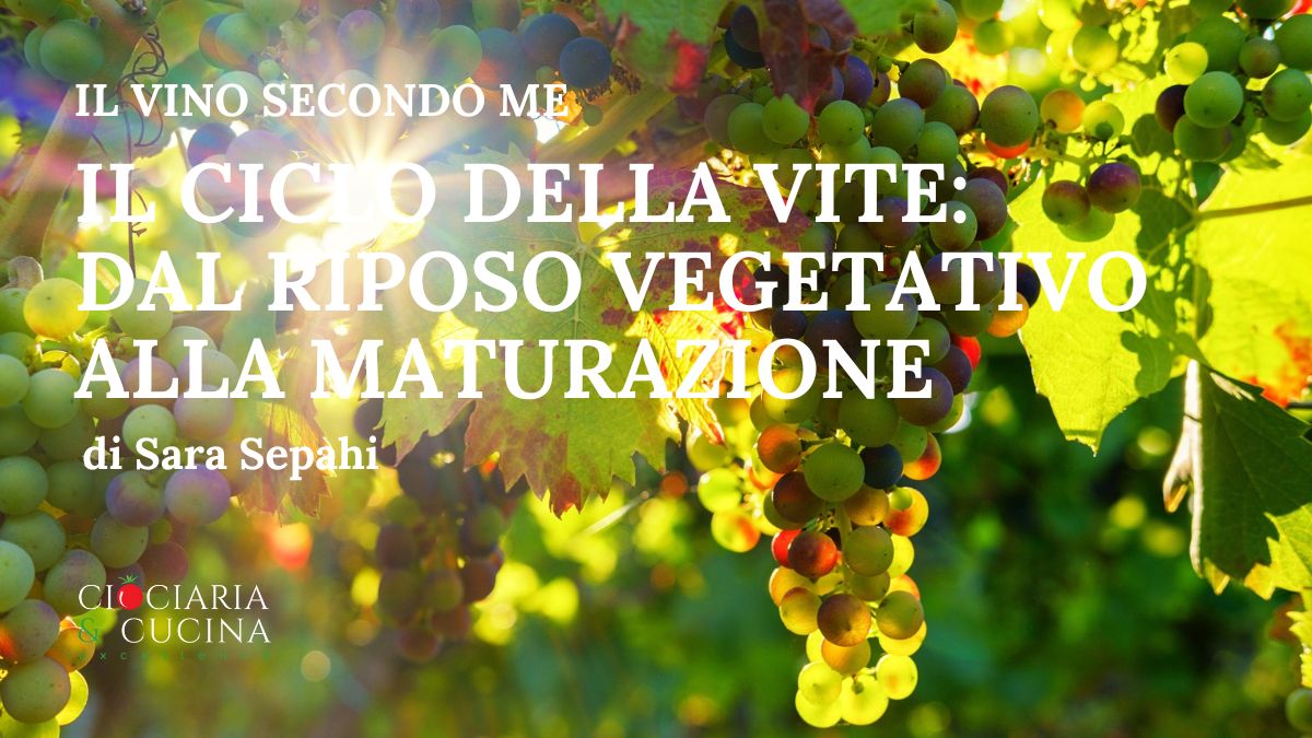 il ciclo della vite - dal riposo vegetativo alla maturazione di Sara Sepahi