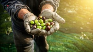 Olea Salus - l'essenza della terra nella stagione del raccolto