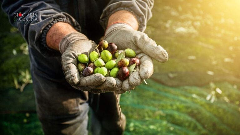 Olea Salus - l'essenza della terra nella stagione del raccolto