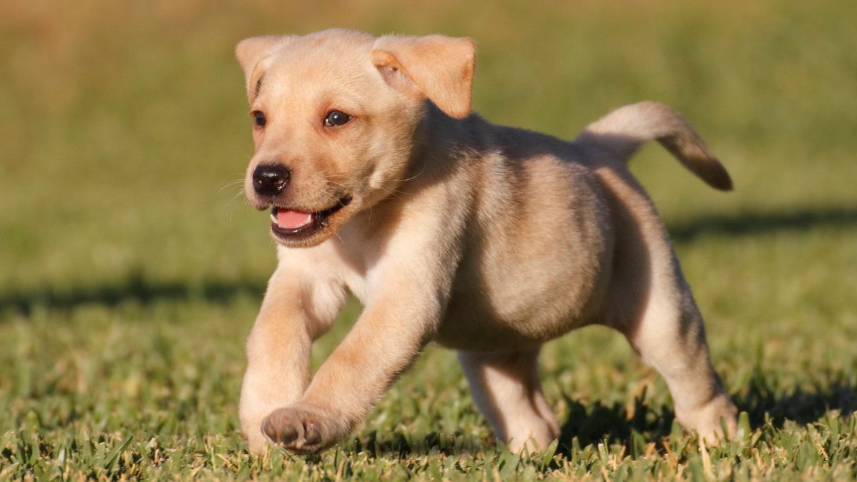 Ciao, mi presento: sono Giulietta