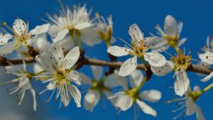 Biancospino: tra leggenda e scienza, il cuore della natura