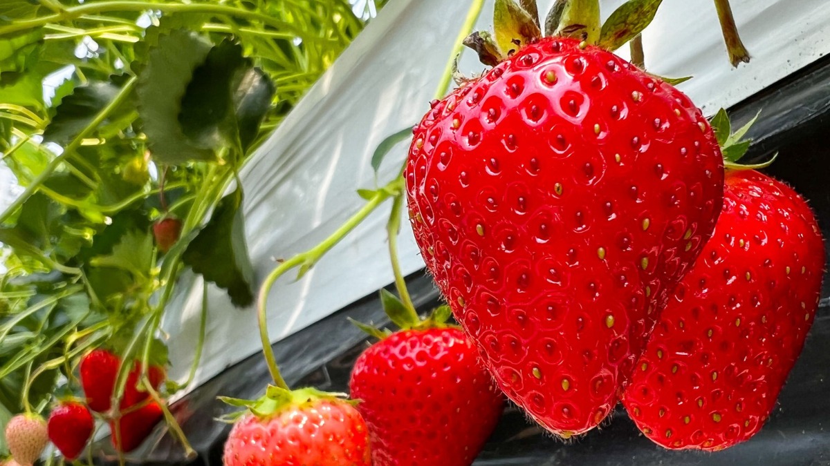 Fragole storia, leggende e curiosità
