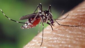 Una notte di zanzare e silenzi arriva la disinfestazione a Frosinone, per combattere il virus