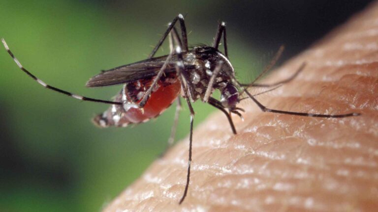 Una notte di zanzare e silenzi arriva la disinfestazione a Frosinone, per combattere il virus
