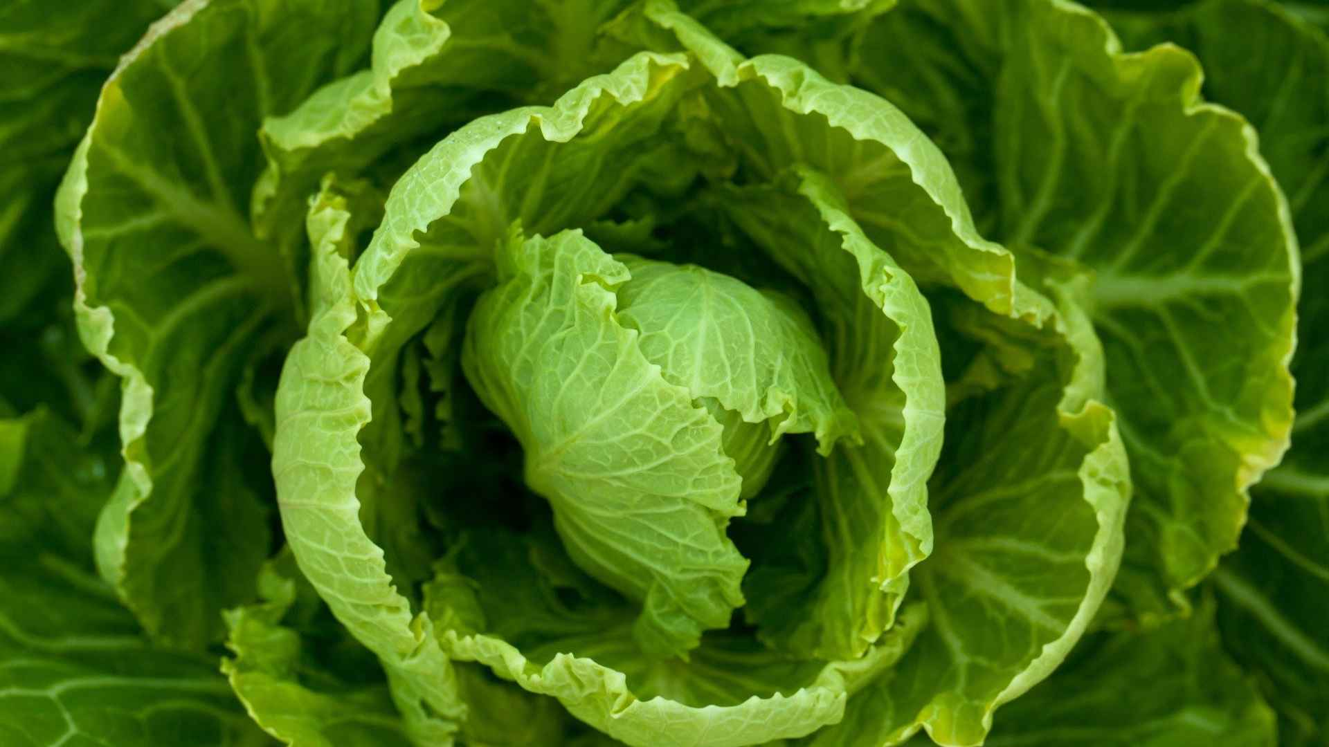 Foglia di lattuga con hummus e verdure