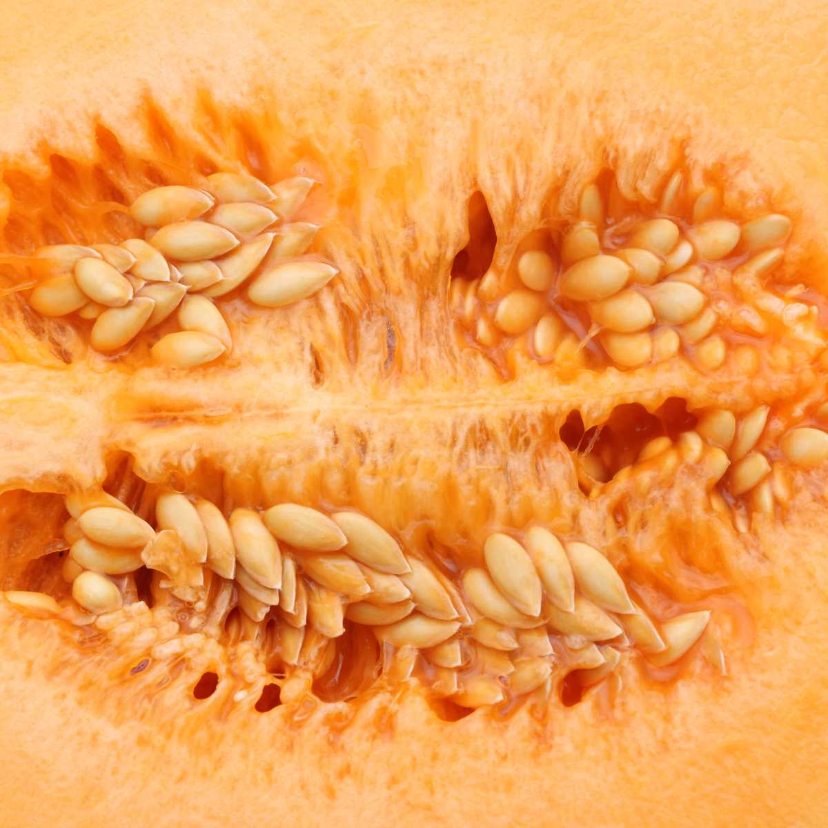 Latte di semi di melone: la bevanda antispreco che sorprende
