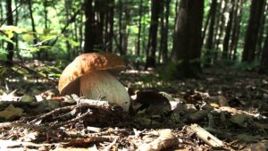 Il porcino, re d’autunno sulla tavola del Dal Patricano