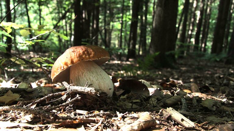 Il porcino, re d’autunno sulla tavola del Dal Patricano