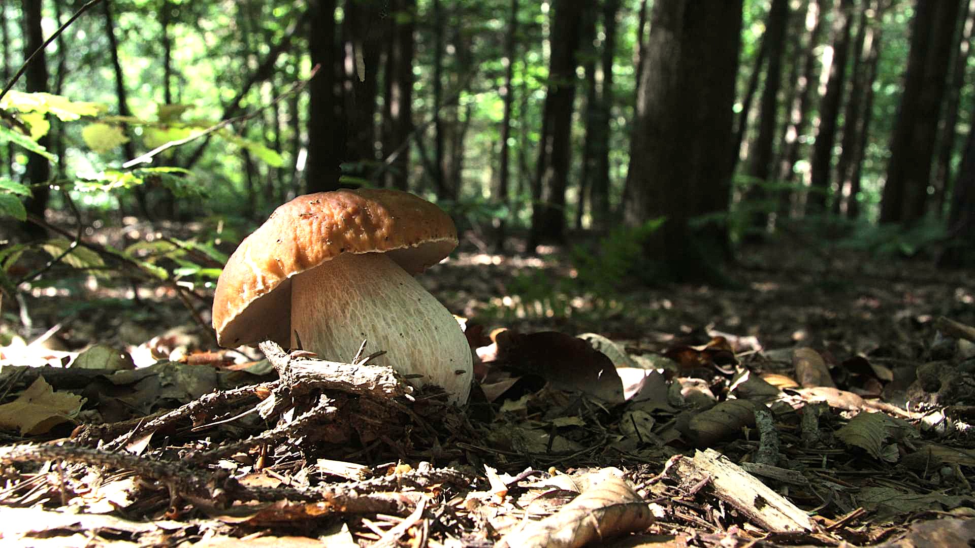 Il porcino, re d’autunno sulla tavola del Dal Patricano