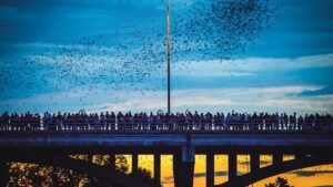 La lezione dei pipistrelli di Austin