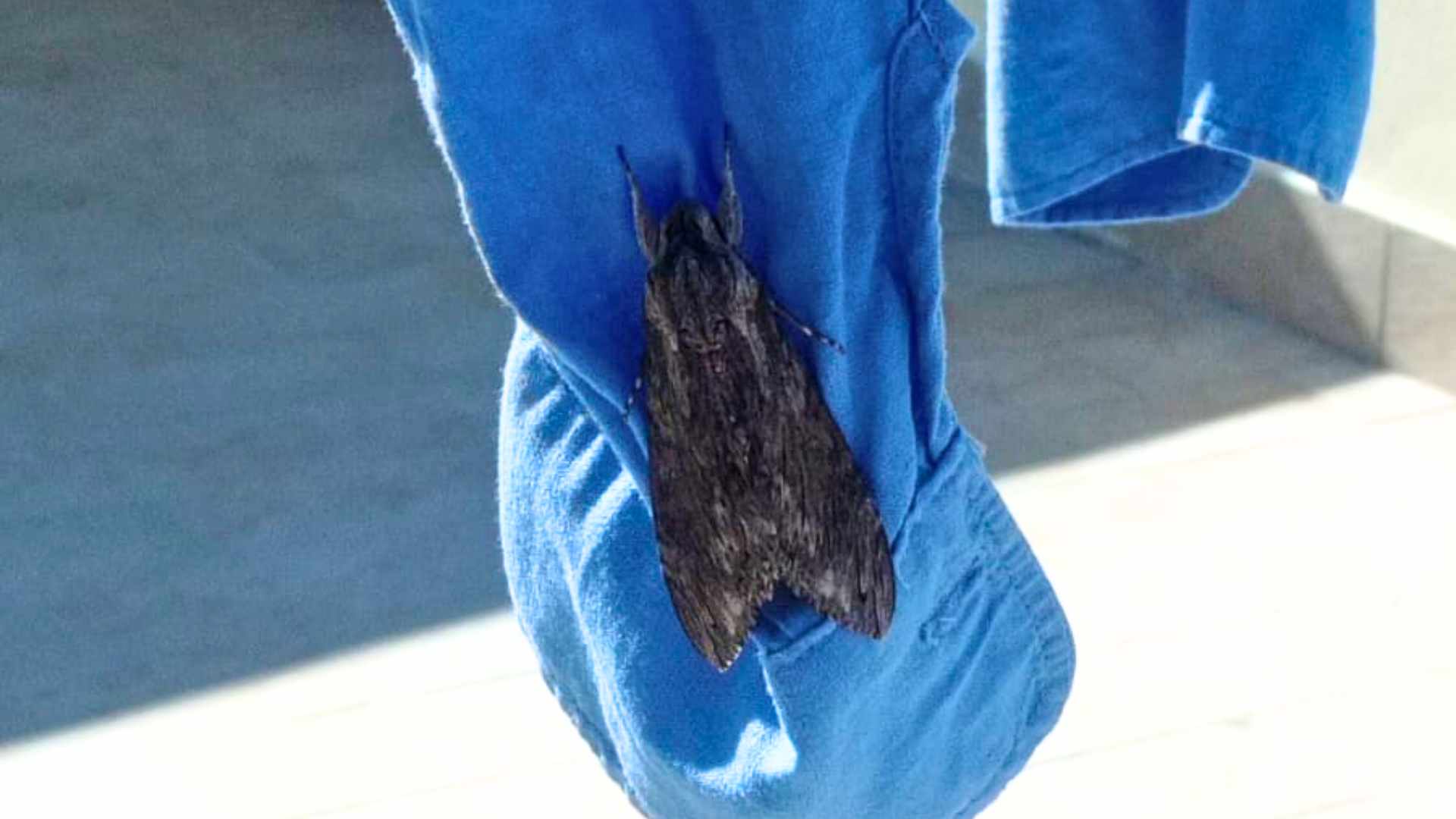 Quando l’autunno posa le ali: la leggenda della falena del silenzio