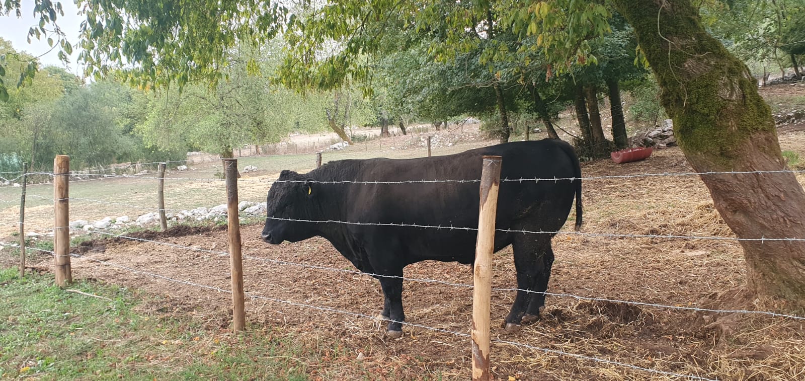 Black angus della Ciociaria: dal Patricano, la carne che guarda il mare