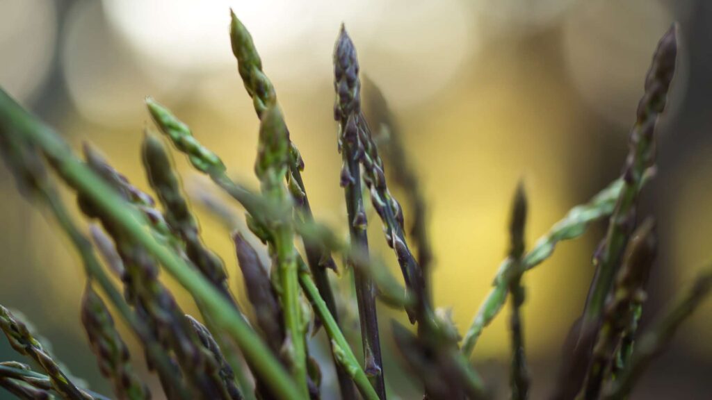 Benvenuta Primavera: quando la terra ricomincia a parlare