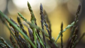 Benvenuta Primavera: quando la terra ricomincia a parlare