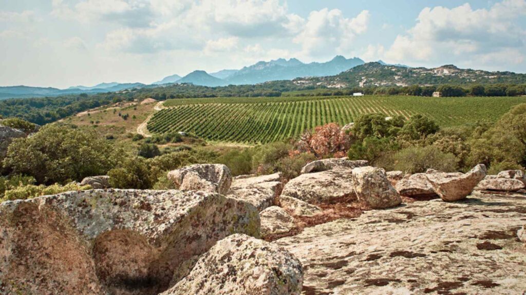 Saraja, il solco della Gallura nel Vermentino