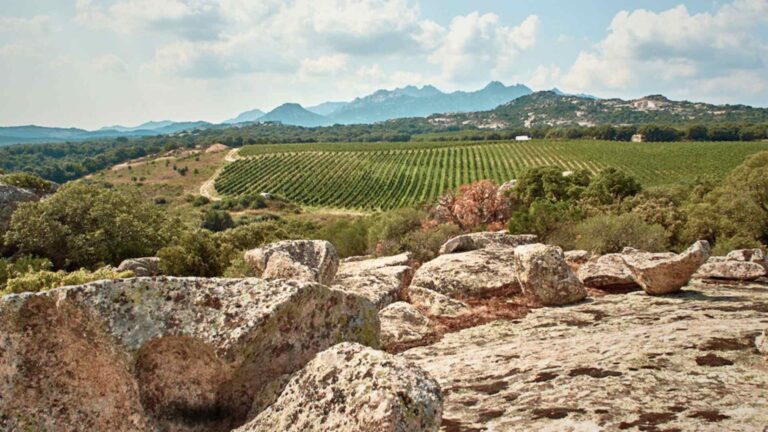Saraja, il solco della Gallura nel Vermentino
