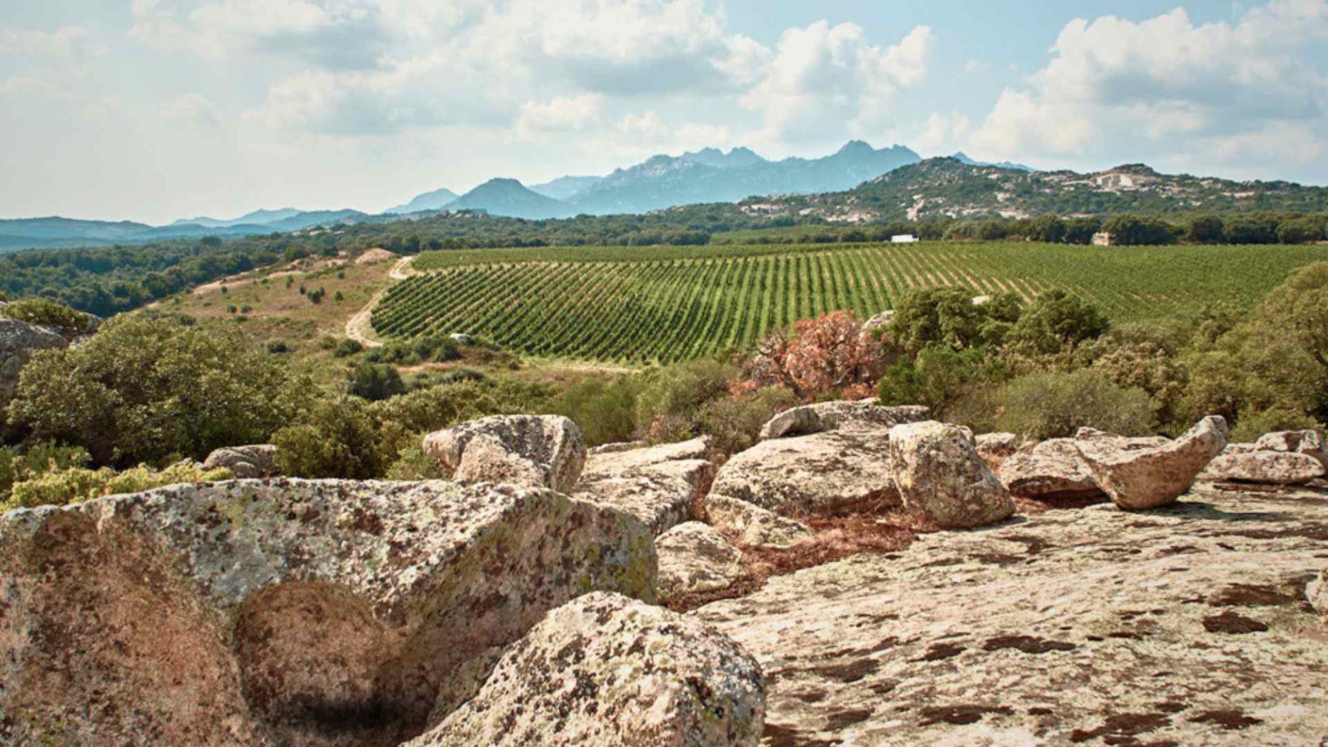 Saraja, il solco della Gallura nel Vermentino